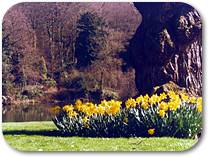 [Photo of daffodils by the lake]