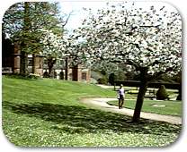 [Photo of grounds with tree in blossom]